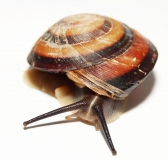 Caracolus sagemon
