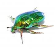 Protaetia himalayana