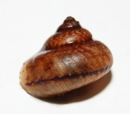 Gardensnail Hong Kong