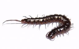 Scolopendra black Hong Kong