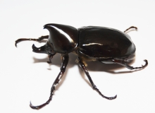 Xylotrupes beckeri