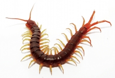 Scolopendra subspinipes dehaani