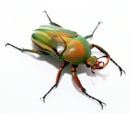 Eudicella schultzeorum