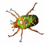 Stephanorrhina princeps princeps Imago