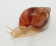 Achatina fulica WHITE JADE Halbw�chsig