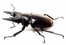 Odontolabis dalmani