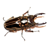 Prosopocoilus zebra