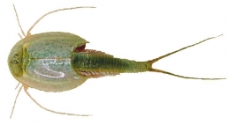 Triops australiensis Spec. Queensland