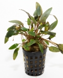 Cryptocoryne beckettii