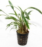 Cryptocoryne lucens
