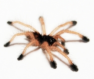 Avicularia huriana s