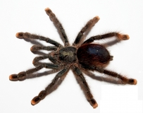Avicularia spec. Hairy m