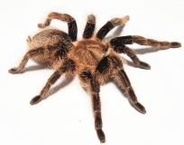 Brachypelma albopilosum XL