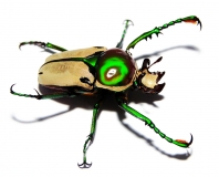 Taurhina (Ranzania) bertolonii