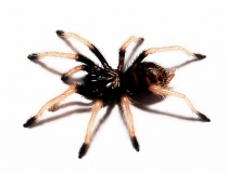 Ephebopus cyanognathus s