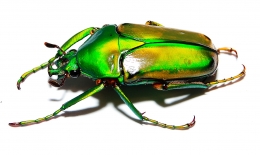 Coelorrhina aurata Imago