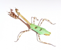 Pseudovates arizonae