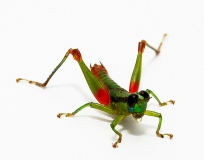 Ampelophilus olivaceus