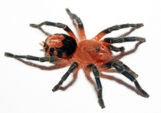 Cyriocosmus perezmilesi s