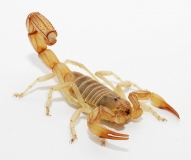 Androctonus amoreuxi