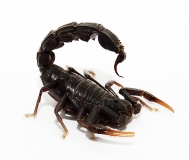 Androctonus bicolor