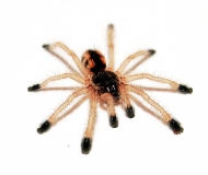 Avicularia minatrix s/m
