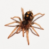 Hapalopus triseriatus 