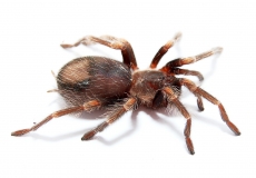 Brachypelma auratum m