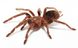 Lasiodora parahybana s