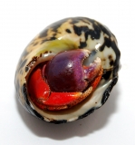 Coenobita sp. BARBADOS