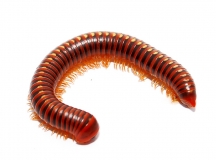 Trachelomegalus modestior