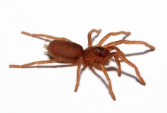 Selenobrachys philippinus m