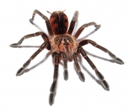 Pamphobeteus vespertinus L
