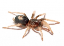 Cyriocosmus bertae m
