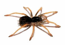 Megaphobema robustum s