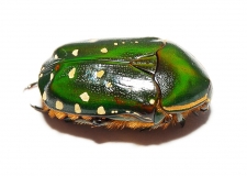 Dymusia variabilis