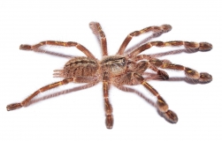 Poecilotheria rufilata m