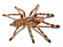 Poecilotheria bara m