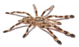Poecilotheria spec. 