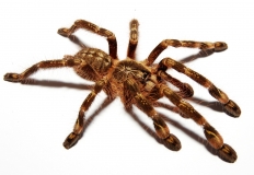 Poecilotheria subfusca m