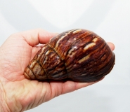 Archachatina marginata suturalis L