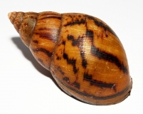 Achatina achatina Nigeria