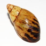 Archachatina camerunensis