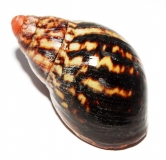 Archachatina adelinae