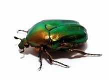 Cetonia carthami aurataeformis
