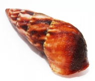 Pseudachatina connectens