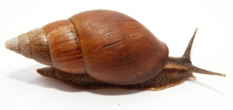 Achatina balteata KAMERUN