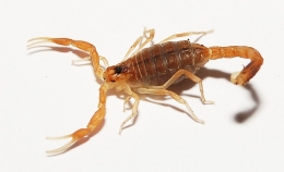 Buthus montanus S