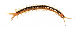 Scolopendra cingulata M