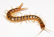 Scolopendra cingulata L